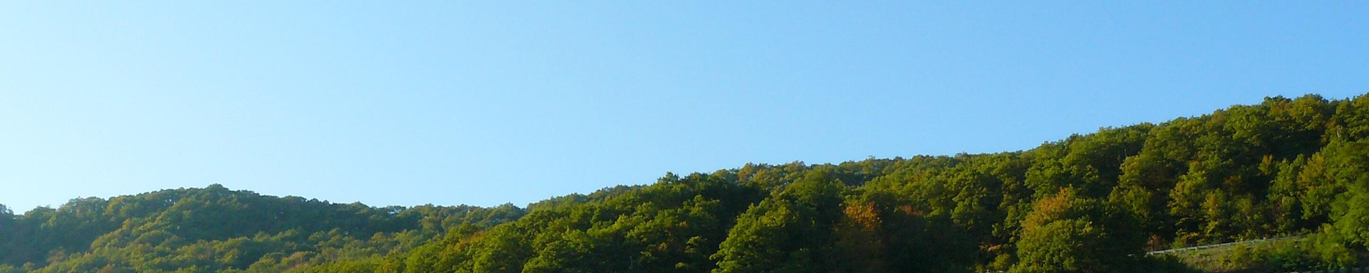 Wald-Stimmungsbild